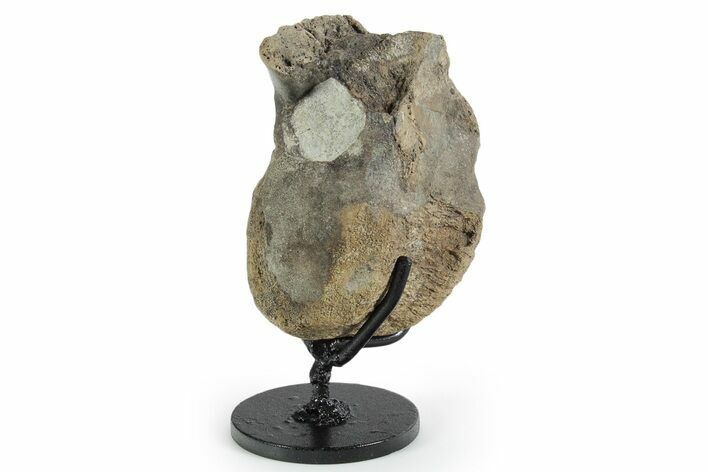 Hadrosaur (Hypacrosaurus) Vertebra with Stand - Montana #353435